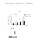 DOUBLE-STRANDED NUCLEIC ACID MOLECULE, CANCER CELL PROLIFERATION INHIBITOR AND PHARMACEUTICAL AGENT SUITABLE FOR PREVENTION OR TREATMENT OF CANCER diagram and image