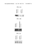 DOUBLE-STRANDED NUCLEIC ACID MOLECULE, CANCER CELL PROLIFERATION INHIBITOR AND PHARMACEUTICAL AGENT SUITABLE FOR PREVENTION OR TREATMENT OF CANCER diagram and image