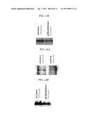 DOUBLE-STRANDED NUCLEIC ACID MOLECULE, CANCER CELL PROLIFERATION INHIBITOR AND PHARMACEUTICAL AGENT SUITABLE FOR PREVENTION OR TREATMENT OF CANCER diagram and image