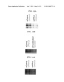 DOUBLE-STRANDED NUCLEIC ACID MOLECULE, CANCER CELL PROLIFERATION INHIBITOR AND PHARMACEUTICAL AGENT SUITABLE FOR PREVENTION OR TREATMENT OF CANCER diagram and image