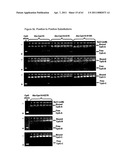 Modified Cpn10 and PRR signalling diagram and image