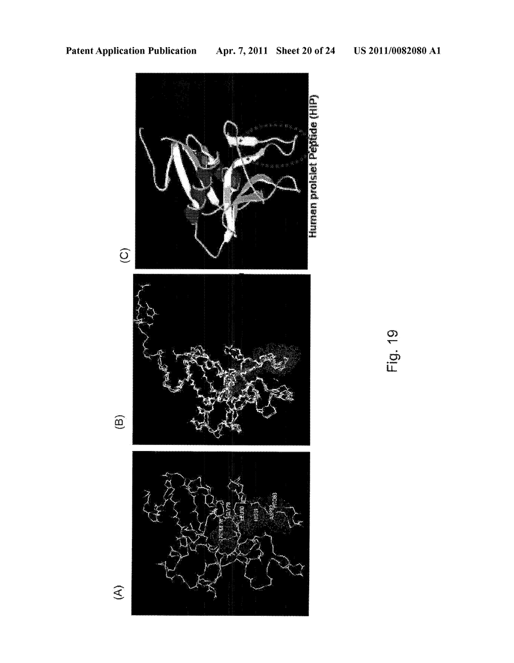 COMPOSITIONS AND METHODS OF USING THE HUMAN PROISLET PEPTIDE RECEPTOR - diagram, schematic, and image 21