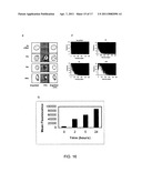 COMPOUNDS SUITED AS NANOCARRIERS FOR ACTIVE AGENTS AND THEIR USE diagram and image