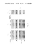 NOVOBIOCIN ANALOGUES AND TREATMENT OF POLYCYSTIC KIDNEY DISEASE diagram and image