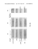 NOVOBIOCIN ANALOGUES AND TREATMENT OF POLYCYSTIC KIDNEY DISEASE diagram and image