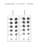 NOVOBIOCIN ANALOGUES AND TREATMENT OF POLYCYSTIC KIDNEY DISEASE diagram and image