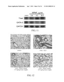 Anoectochilus SPP. polysaccharide extracts for stimulating growth of advantageous bacteria, stimuating release of granulocyte colony-Stimulating factor, modulating T helper cell type I, and/or modulating T helper cell type II and uses of the same diagram and image