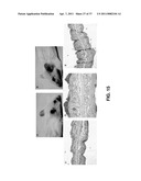 ALKYLATED SEMI SYNTHETIC GLYCOSAMINOGLYCOSAN ETHERS, AND METHODS FOR MAKING AND USING THEREOF diagram and image