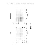 ALKYLATED SEMI SYNTHETIC GLYCOSAMINOGLYCOSAN ETHERS, AND METHODS FOR MAKING AND USING THEREOF diagram and image