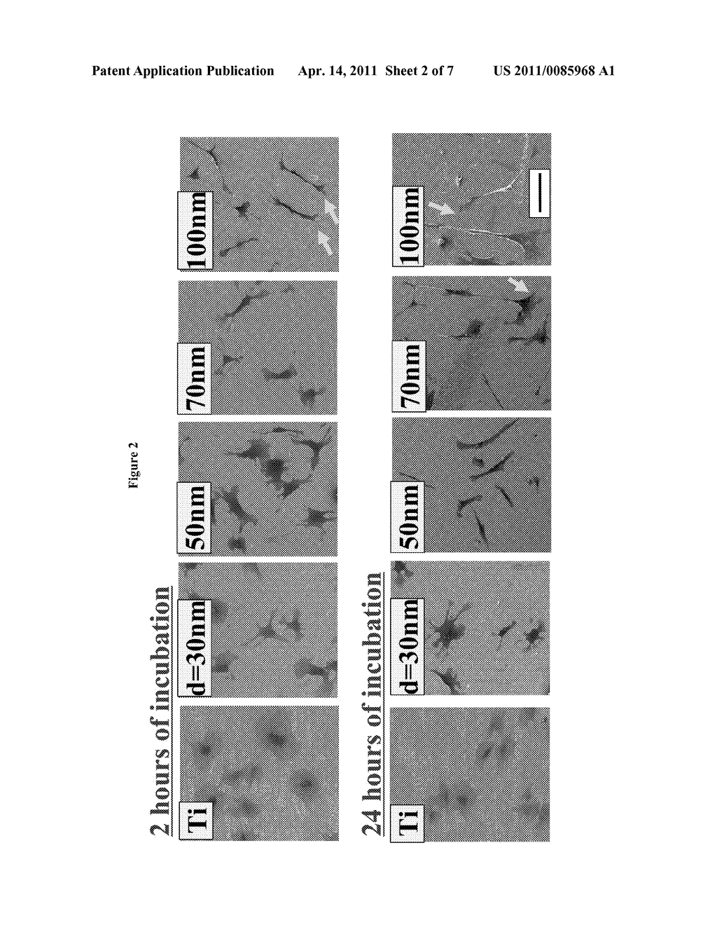 ARTICLES COMPRISING NANO-MATERIALS FOR GEOMETRY-GUIDED STEM CELL DIFFERENTIATION AND ENHANCED BONE GROWTH - diagram, schematic, and image 03