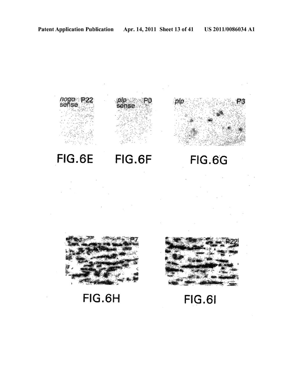 NUCLEOTIDE AND PROTEIN SEQUENCES OF NOGO GENES AND METHODS BASED THEREON - diagram, schematic, and image 14