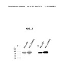 Immunopotentiator-Linked Oligomeric Influenza Immunogenic Compositions diagram and image