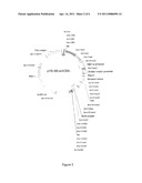 Vectors Containing the Max Gene diagram and image