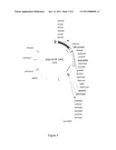 Vectors Containing the Max Gene diagram and image