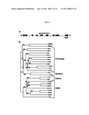 H+-Gated Ion Channel diagram and image