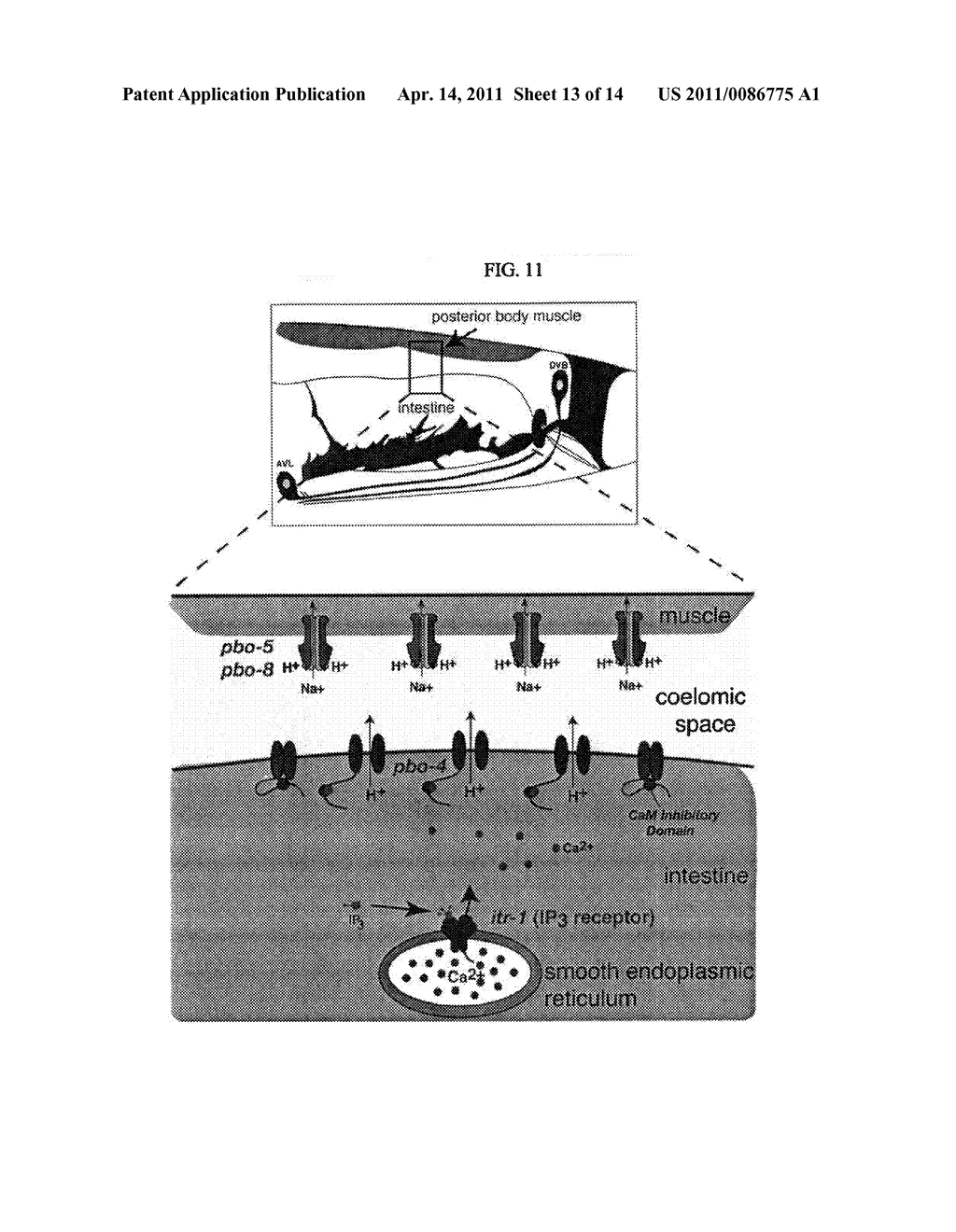 H+-Gated Ion Channel - diagram, schematic, and image 14