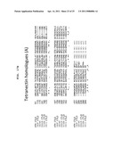 Polypeptides that Bind IL-23R diagram and image