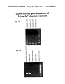 EMERGENCE OF A R-TYPE CA2+ CHANNEL (CAV 2.3) CONTRIBUTES TO CEREBRAL ARTERY CONSTRICTION FOLLOWING SUBARACHNOID HEMORRHAGE diagram and image