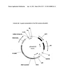 Cell signaling genes and related methods diagram and image