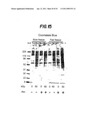 Methods for Sterilizing Tissue diagram and image