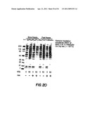 Methods for Sterilizing Tissue diagram and image