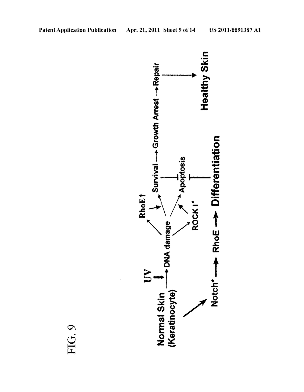 METHODS AND COMPOSITIONS FOR REDUCING SKIN DAMAGE - diagram, schematic, and image 10