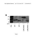 Engineered CXCL12 Alpha Locked Dimer Polypeptide diagram and image