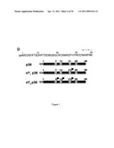 Engineered CXCL12 Alpha Locked Dimer Polypeptide diagram and image