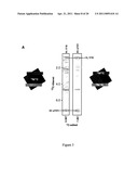 Engineered CXCL12 Alpha Locked Dimer Polypeptide diagram and image