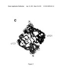 Engineered CXCL12 Alpha Locked Dimer Polypeptide diagram and image