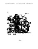 Engineered CXCL12 Alpha Locked Dimer Polypeptide diagram and image