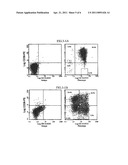 Human brain endothelial cells and growth medium and method for expansion of primitive CD34+CD38- bone marrow stem cells diagram and image