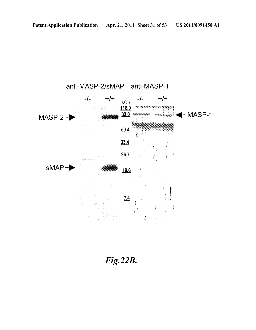 METHODS FOR TREATING DISSEMINATED INTRAVASCULAR COAGULATION BY INHIBITING MASP-2 DEPENDENT COMPLEMENT ACTIVATION - diagram, schematic, and image 32