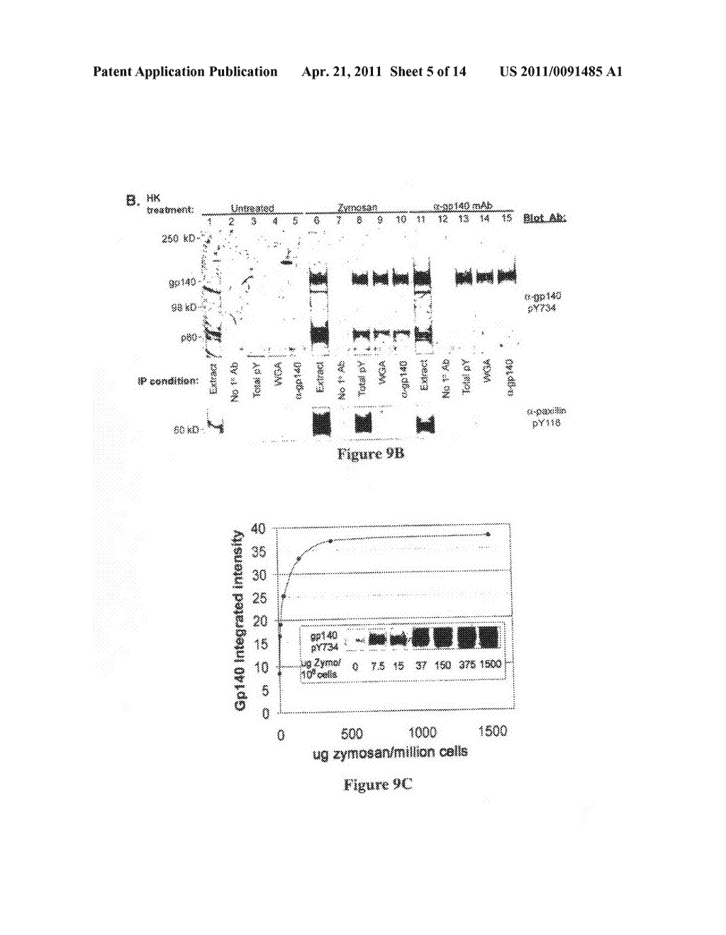 MODULATION OF CELL JUNCTIONS - diagram, schematic, and image 06