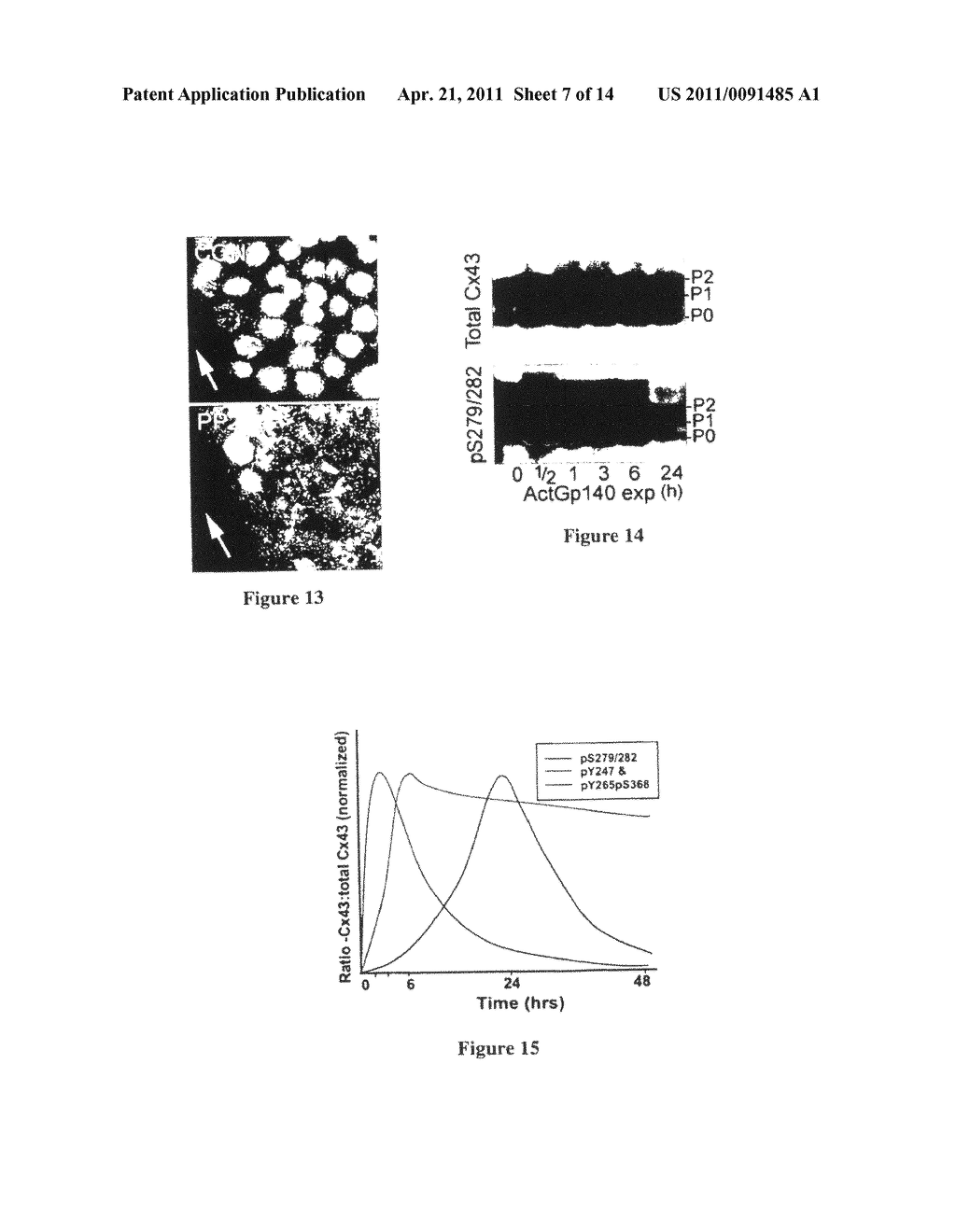 MODULATION OF CELL JUNCTIONS - diagram, schematic, and image 08