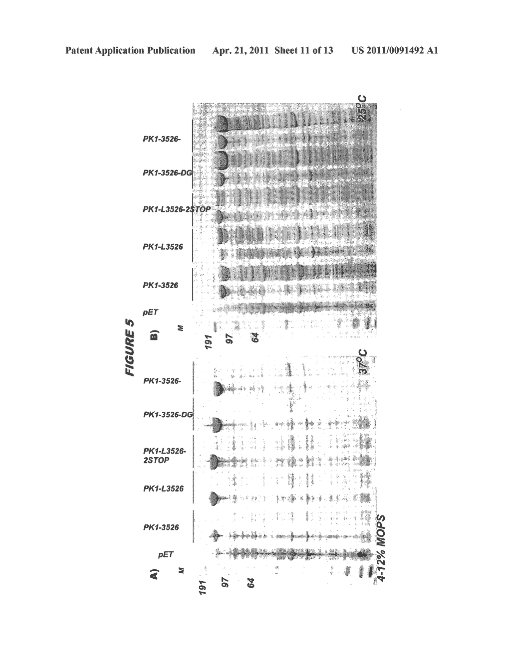 ESCHERICHIA COLI IMMUNOGENS WITH IMPROVED SOLUBILITY - diagram, schematic, and image 12