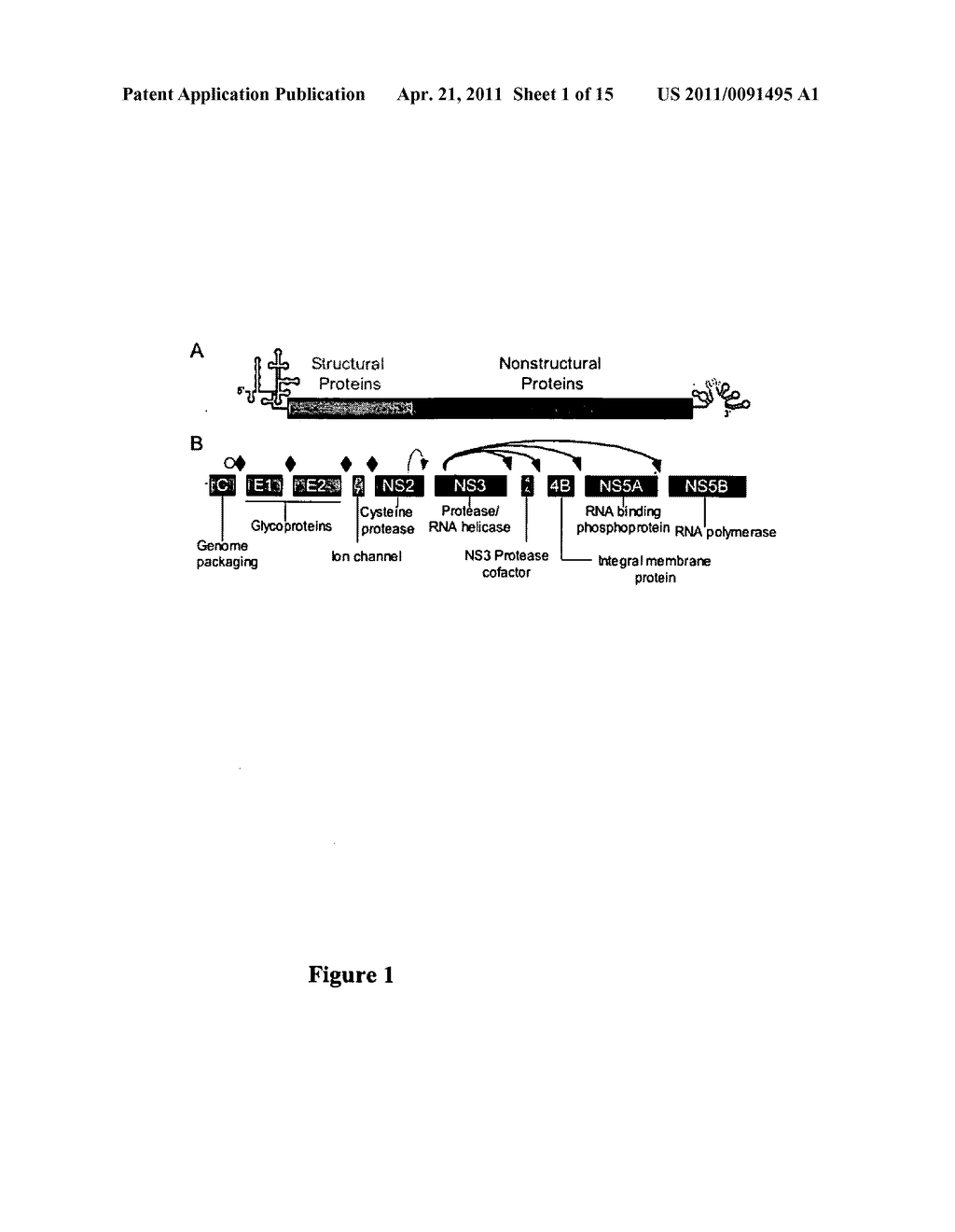 HCV E2 CONSTRUCT COMPOSITIONS AND METHODS - diagram, schematic, and image 02