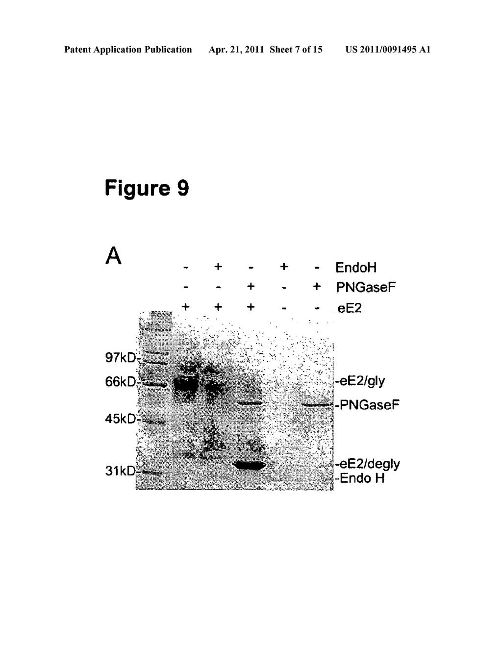 HCV E2 CONSTRUCT COMPOSITIONS AND METHODS - diagram, schematic, and image 08