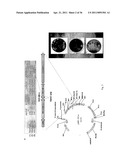 Recombinant Rhinovirus Vectors diagram and image