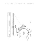 Recombinant Rhinovirus Vectors diagram and image