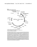 Recombinant Rhinovirus Vectors diagram and image