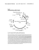 Recombinant Rhinovirus Vectors diagram and image