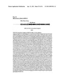 Recombinant Rhinovirus Vectors diagram and image