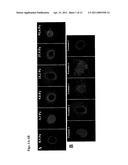 Methods for Promoting the Revascularization and Reenervation of CNS Lesions diagram and image