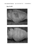 Methods for Promoting the Revascularization and Reenervation of CNS Lesions diagram and image