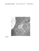 PERFLUORCARBON NANOEMULSIONS WITH ENDOCYTOSIS ENHANCING SURFACE FOR GENE-TRANSFER diagram and image