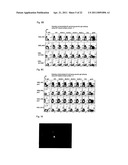 METHOD FOR ANALYSIS/IDENTIFICATION OF ANTIBODY GENE AT ONE-CELL LEVEL diagram and image