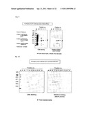 METHOD FOR ANALYSIS/IDENTIFICATION OF ANTIBODY GENE AT ONE-CELL LEVEL diagram and image