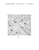 COMPOSITIONS COMPRISING NANOMATERIALS AND METHOD FOR USING SUCH COMPOSITIONS FOR HISTOCHEMICAL PROCESSES diagram and image