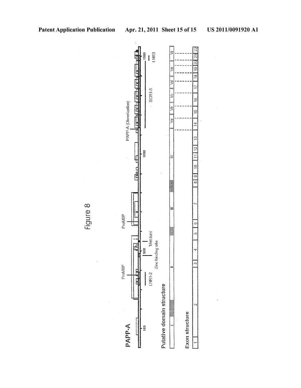 METHOD OF DIAGNOSING A CLINICAL CONDITION BY DETECTION OF A PAPP-A/proMBP COMPLEX - diagram, schematic, and image 16